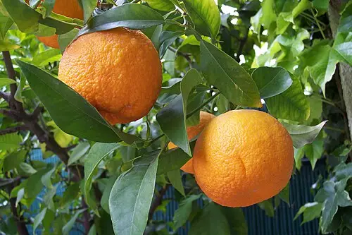 오렌지 (Citrus × aurantium)