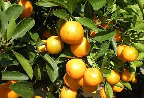 금귤 (Citrus japonica)