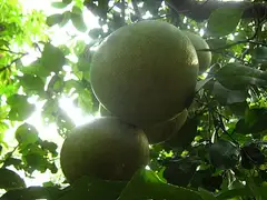 포멜로