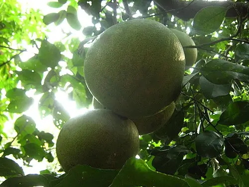포멜로 (Citrus maxima)