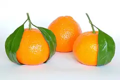 귤나무