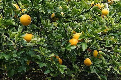 탱자나무 (Citrus trifoliata)