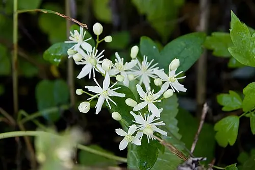 사위질빵 (Clematis apiifolia)