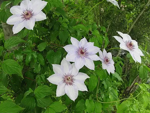 큰꽃으아리 (Clematis patens)