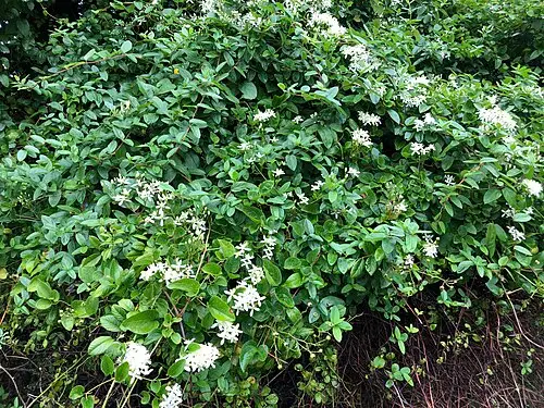 참으아리 (Clematis terniflora)