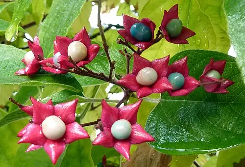 누리장나무 (Clerodendrum trichotomum)