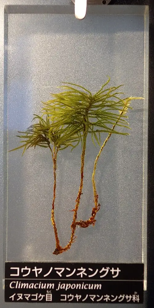 나무이끼 (Climacium japonicum)