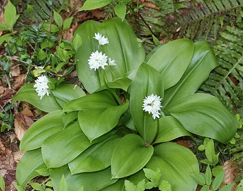 나도옥잠화 (Clintonia udensis)