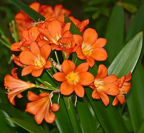 군자란 (Clivia miniata)