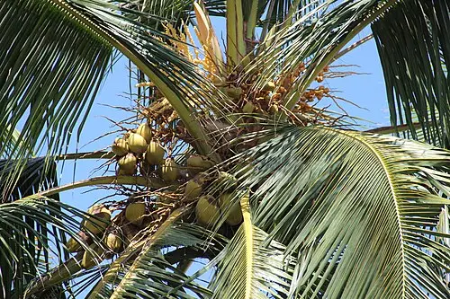 코코야자 (Cocos nucifera)