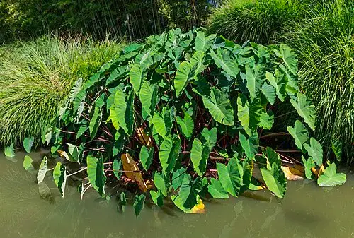 토란 (Colocasia esculenta)