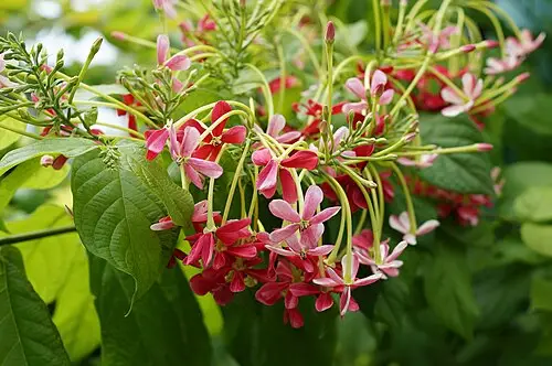 사군자 (Combretum indicum)