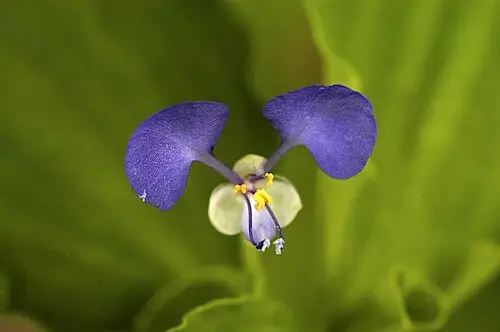 고깔닭의장풀 (Commelina benghalensis)