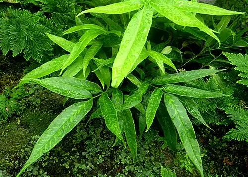 가지고비고사리 (Coniogramme japonica)