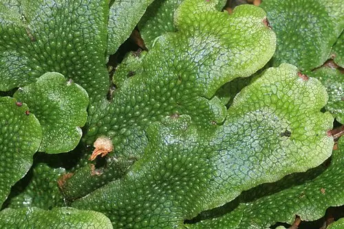 패랭이우산이끼 (Conocephalum conicum)