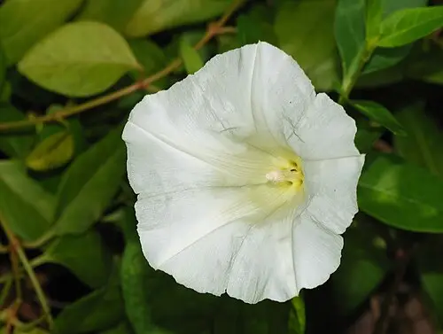 큰메꽃 (Convolvulus sepium)