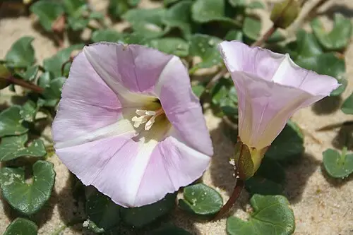 갯메꽃 (Convolvulus soldanella)