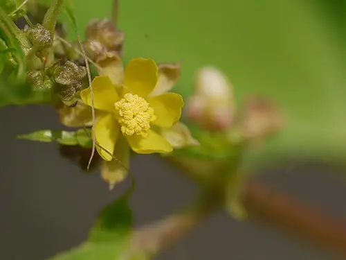 황마 (Corchorus capsularis)