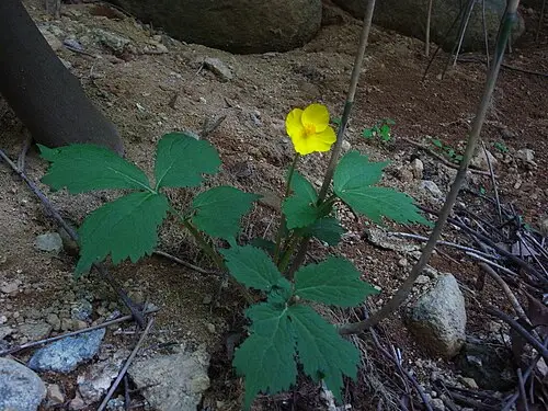 매미꽃 (Coreanomecon hylomeconoides)