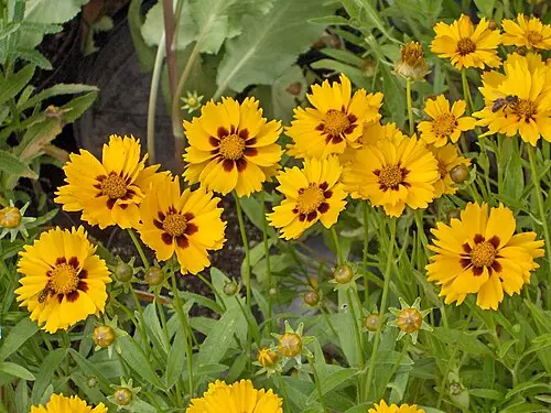 큰금계국 (Coreopsis lanceolata)