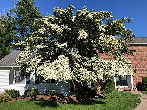 산딸나무 (Cornus kousa)