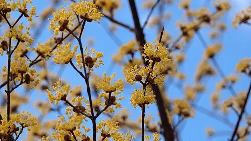 산수유 (Cornus officinalis)