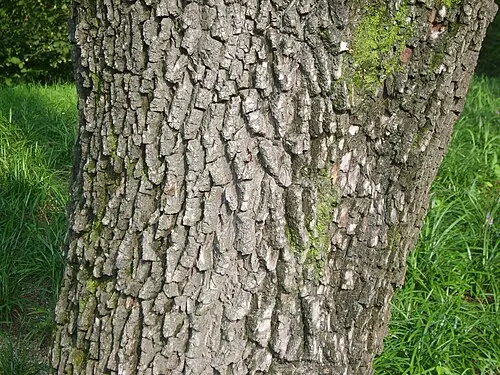 말채나무 (Cornus walteri)
