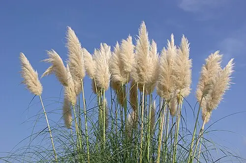 팜파스그래스 (Cortaderia selloana)