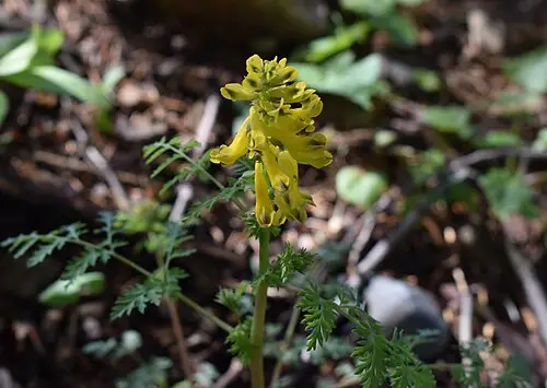 산괴불주머니 (Corydalis speciosa)