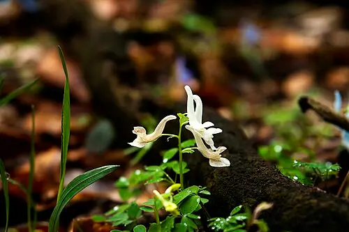 현호색 (Corydalis turtschaninovii)