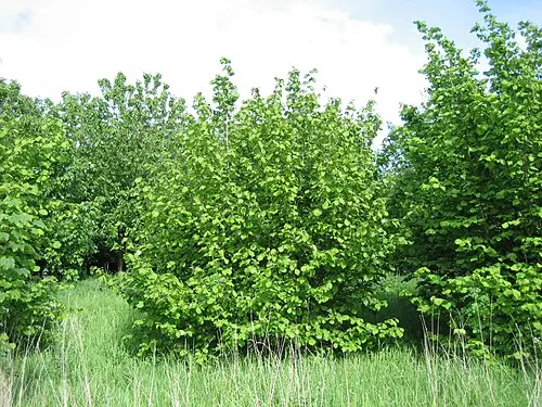 유럽개암나무 (Corylus avellana)