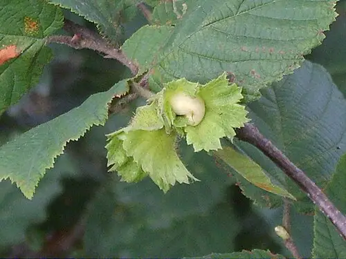 개암나무 (Corylus heterophylla)