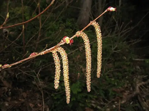 참개암나무 (Corylus sieboldiana)