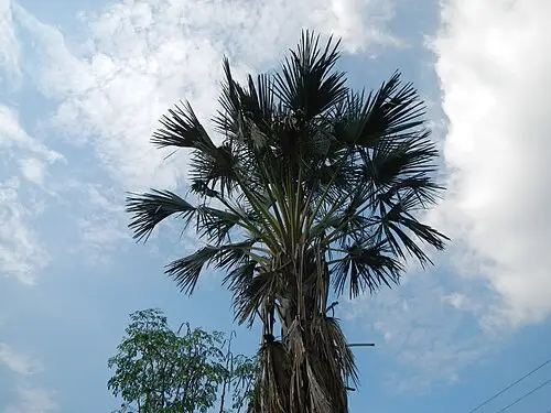 탈리폿야자 (Corypha umbraculifera)