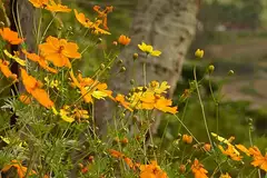 노랑코스모스