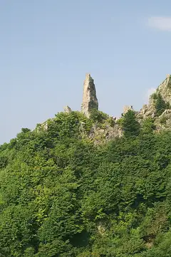 섬개야광나무