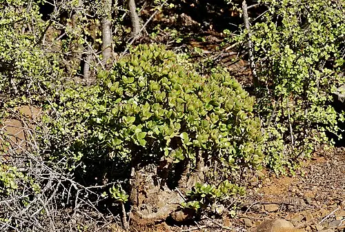 염자 (Crassula ovata)