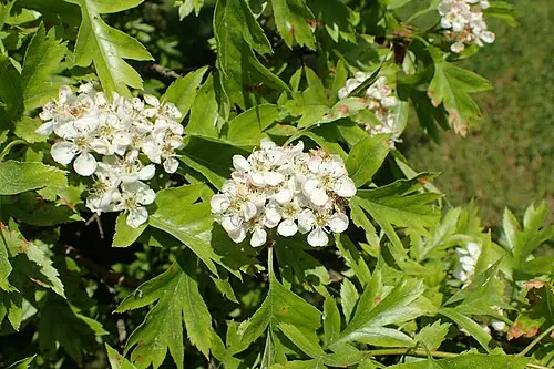 산사나무 (Crataegus pinnatifida)