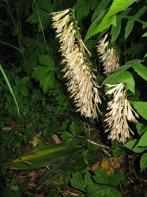 약난초 (Cremastra appendiculata)