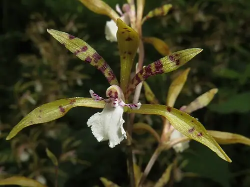 두잎약난초 (Cremastra unguiculata)