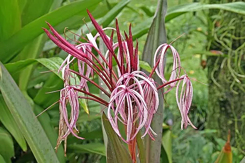 문주란 (Crinum asiaticum)