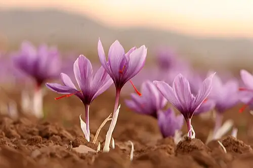 사프란 (Crocus sativus)