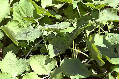 파드득나물 (Cryptotaenia japonica)
