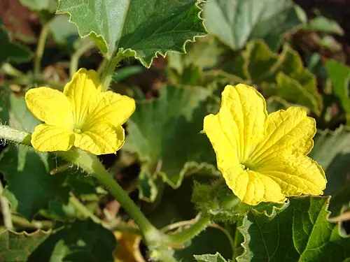 참외 (Cucumis melo)