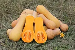 호박