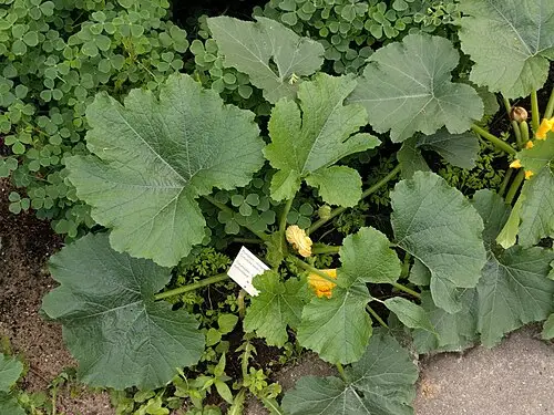 페포호박 (Cucurbita pepo)