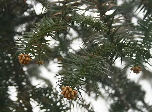 넓은잎삼나무 (Cunninghamia lanceolata)