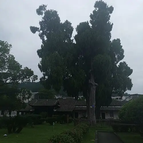 중국수양사이프러스 (Cupressus funebris)