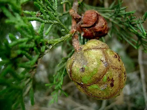 이탈리아사이프러스 (Cupressus sempervirens)
