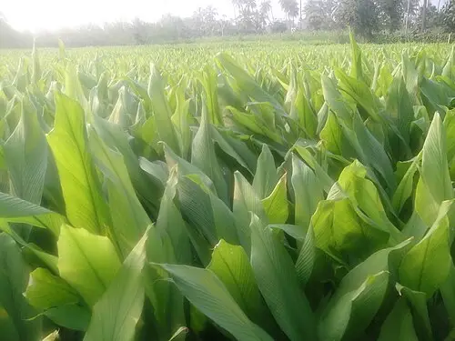 강황 (Curcuma longa)